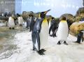 オウサマペンギンの赤ちゃんが誕生!本日(7月13日 オウサマペンギンの赤ちゃんが誕生!本日(7月13日