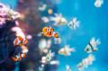【広島もとまち水族館】特別企画展『ゆかた彩る、夏の