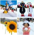 真夏の雪上にひまわり150本! 六甲山アスレチックパー 真夏の雪上にひまわり150本! 六甲山アスレチックパー