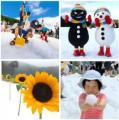 真夏の雪上にひまわり150本!六甲山アスレチックutf-8 真夏の雪上にひまわり150本!六甲山アスレチックutf-8
