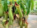 風鈴とひまわりが彩る夏の植物園！
