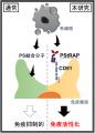 死細胞を除去するしくみを利用した新しい免疫治療法の 死細胞を除去するしくみを利用した新しい免疫治療法の