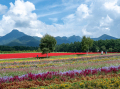 八ヶ岳で花畑気球体験!10haの花畑と八ヶ岳の絶景を空 八ヶ岳で花畑気球体験!10haの花畑と八ヶ岳の絶景を空