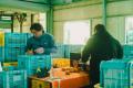全国有数の柑橘産地・愛媛県今治市で深刻化する遊休農