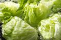 【しゃぶしゃぶ温野菜】夏休みのご家族を応援！utf-8
