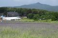 たんばらラベンダーパーク、開花最盛期へ　早咲き・中