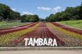 たんばらラベンダーパーク、開花最盛期へ　早咲き・中