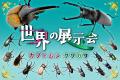 三島スカイウォークで親子で空・森・冒険の体験！「カ