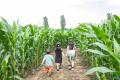 【福島県岩瀬郡鏡石町】岩瀬牧場「東北最大級！とうも