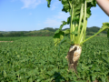 【北海道土産】ふわふわ食感！てん菜糖の新感覚スイー