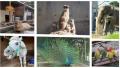 【岡崎市】銭湯が、地域の宝「東公園動物園」を応援。
