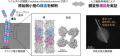 ヒト細胞骨格の“祖先”を古細菌で発見-微小管の進化の