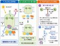 光化学系IIの表在性タンパク質を再構成した構造から酸