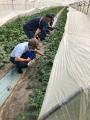 静岡県初となるTANEFREEスイカを収穫
