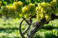 「Japan Wine Competition（日本ワインコンクール）20
