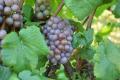 「Japan Wine Competition（日本ワインコンクール）20