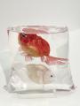 【新宿高島屋】新進気鋭のアーティストの作品約20点を