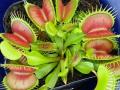 手柄山温室植物園で「食虫植物展」を開催します。
