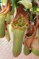 手柄山温室植物園で「食虫植物展」を開催します。
