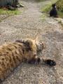 昨夏大好評のふわふわ台湾マンゴーかき氷、今年は宿泊