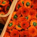 【SHIRO】SKINCARE CALENDULA