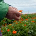 【SHIRO】SKINCARE CALENDULA