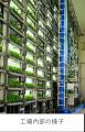 東急不動産の再エネ100％植物工場産レタス大手コンビ