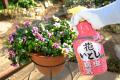 キレイに花を咲かせたい! おいしい野菜を育てたutf-8