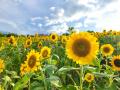 【8月開花予想】夏風に揺れる、ひまわりの丘～7万本の
