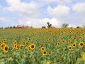 【8月開花予想】夏風に揺れる、ひまわりの丘～7万本の