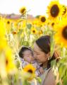 【8月開花予想】夏風に揺れる、ひまわりの丘～7万本の