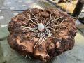 【国立科学博物館 筑波実験植物園】世界で最も大きな