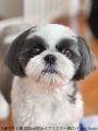 フレブルやパグなど“鼻ぺちゃ犬”の作品・グッズutf-8 フレブルやパグなど“鼻ぺちゃ犬”の作品・グッズutf-8