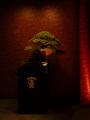 東京・西麻布のMUSIC BAR & CLUB「THE TOKYO CLUB」、