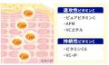 【タカミ】一滴に1500兆個のビタミンC*。新美容液「黄