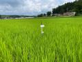 CTCと吉野家ファーム福島、スマート農業の共同研究「S