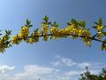 世界初！高機能植物ポリフェノールを豊富に含むシナレ