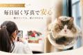シルバーウィーク（9/19～23）の“猫あずけ”、予約が本