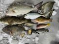 日本で磨いた未利用魚活用ノウハウを海外展開