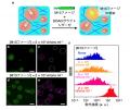 【横浜市立大学】マイクロ液滴を含む新流体材料utf-8