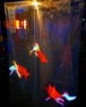 金魚が泳ぐ幻想的な「神社アクアリウム」福島八幡宮の 金魚が泳ぐ幻想的な「神社アクアリウム」福島八幡宮の