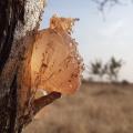 2種類の発酵性食物繊維を組み合わせた有機JAS認証サプ