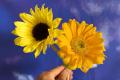 夏の風物詩・花火に見立てたお花が勢ぞろい！『花火フ