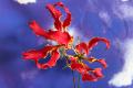 夏の風物詩・花火に見立てたお花が勢ぞろい！『花火フ