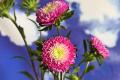夏の風物詩・花火に見立てたお花が勢ぞろい！『花火フ