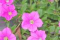 マザー牧場に桃色の絶景が登場！2万株の花が咲く『桃
