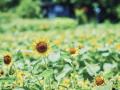 “夏の名物風景”神戸布引ハーブ園の「ひまわり畑」が間