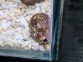 貝の魅力に触れてみませんか？四国水族館でミニ企画展