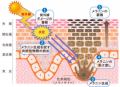 【独自研究】シミ生成に関わる微弱炎症を抑制するメカ 【独自研究】シミ生成に関わる微弱炎症を抑制するメカ