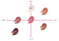 新感覚！「うるん」と潤って「ぷるん」とボリューム感